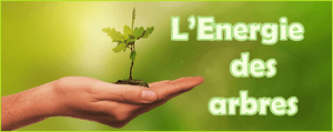 L'énergie des arbres
