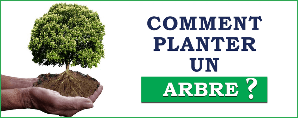 Comment planter un arbre ?